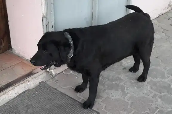 Найдена беременная собака с двумя ошейниками в Ставрополе