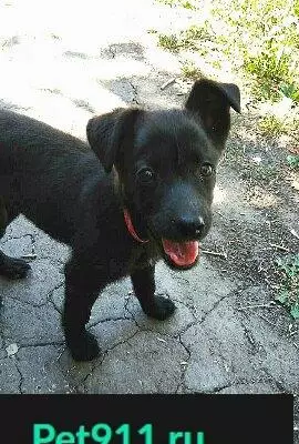 Найдена собака в Саратове ищет добрые ручки