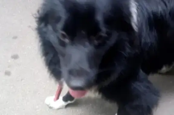 Найден пёс возле метро Кунцевская, ищем хозяина!