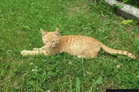 Найдена рыжая кошка в Ярославле, ищет приют.