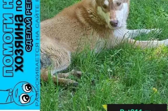 Пропала и найдена молодая собака возле ЖК Весенний в Подольске