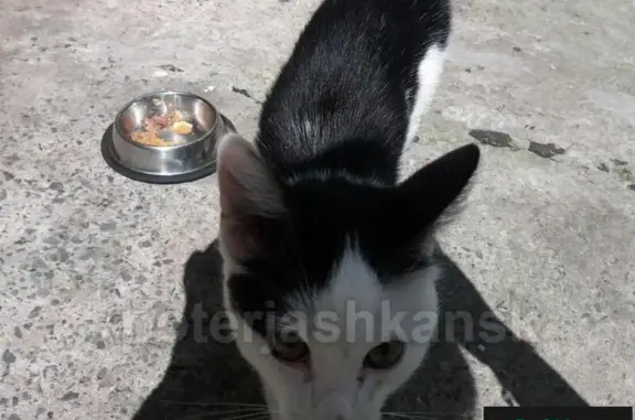 Найден котенок на ул. Челюскинцев, нужен хозяин