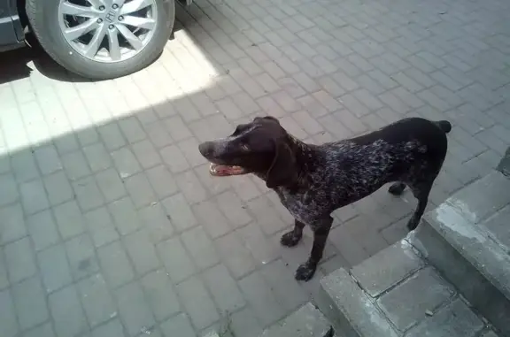 Найдена активная собака в Пушкарном, Белгородская область