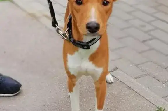 Пропала собака Боня в Дзержинском районе