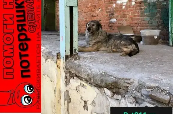 Пропала собака на Киевском шоссе, ищем Чука!