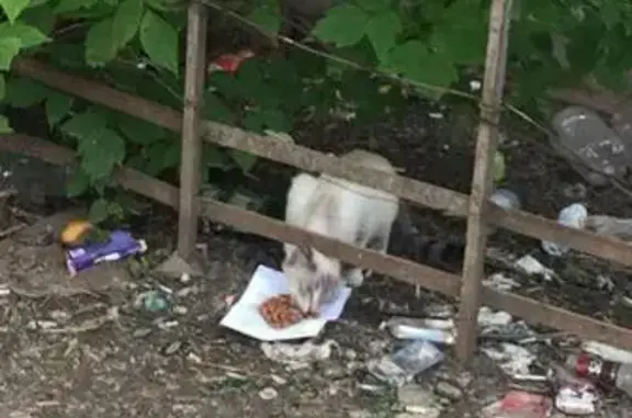 Найдена кошка с котятами в Барнауле - помощь нужна!