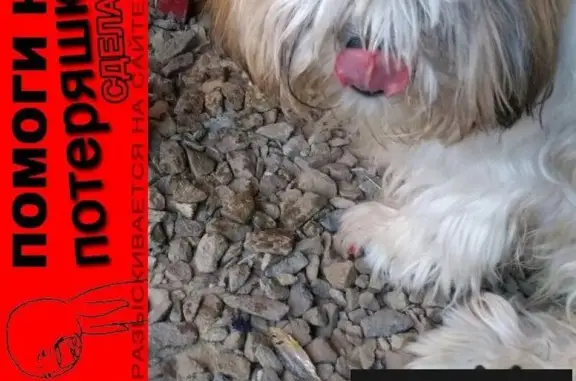 Пропала собака в Садоводе-Любителе, ул. Кочевая.