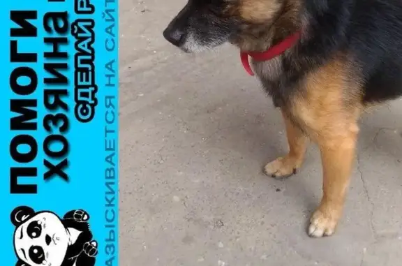 Пропала и найдена собака на Каспийской 20 к 2