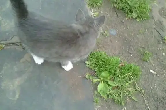Найден котенок в Кичигино, Челябинская область