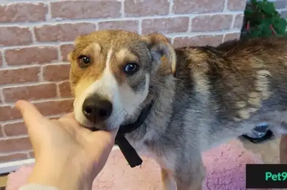 Найдена собака, Вещево, фото: Найден пес в Ленинградской обл., Выборгском р-не