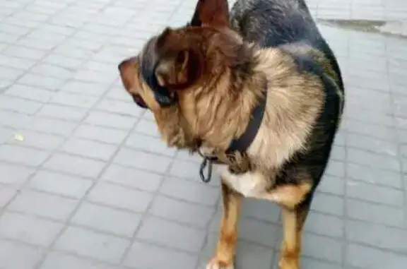 Собака найдена в районе Фурманова, Белинского (Екатеринбург)