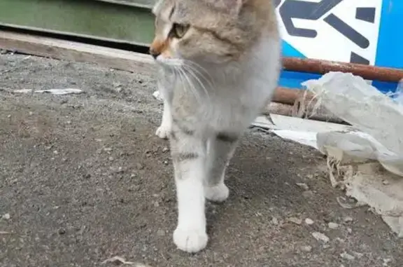Найдена кошка на пересечении Кропоткина и Иподромской