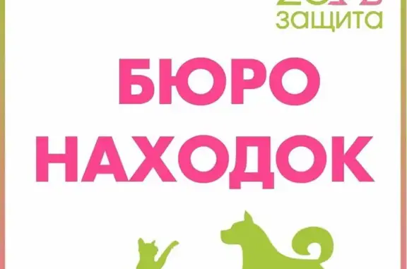 Найден щенок в ошейнике в Томске