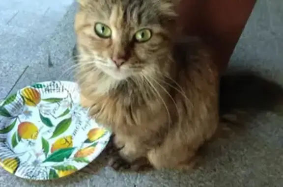 Найдена кошка на Крылатской улице в Москве