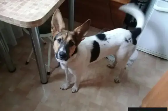Найдена собака в парке Сосновка, СПб