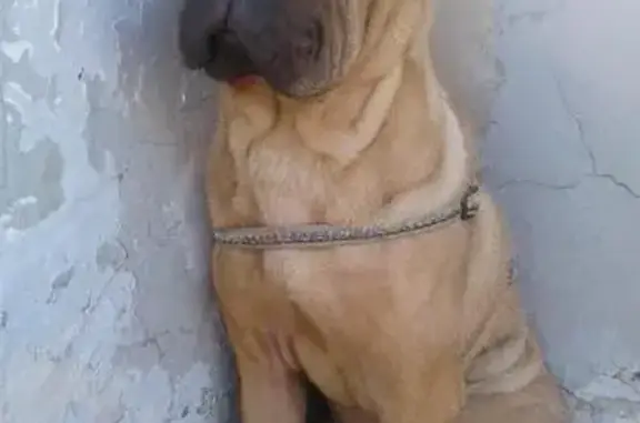 Найден пёс на ул. Курнатовского в Чите