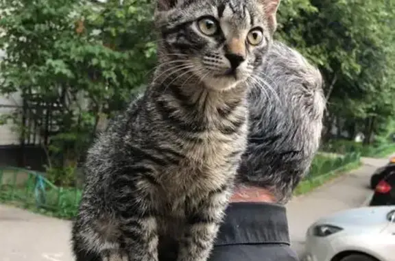 Найден котенок в Москве!
