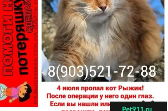 Пропала кошка в деревне Рекино-Кресты