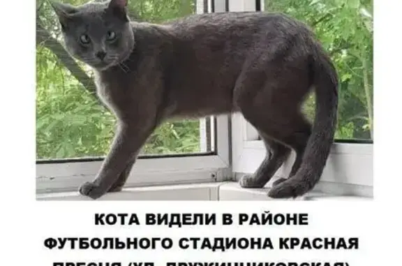 Пропал серый кот на ул. Дружинниковской, Москва