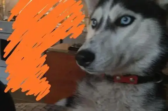 Собаки потеряшки, село Пычас, фото: Потеряшка собака в селе Пычас, Можгинский район, Удмуртская Республика