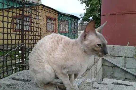 Найдена кошка Корниш Рекс в Магнитогорске, сад Мичурина-6