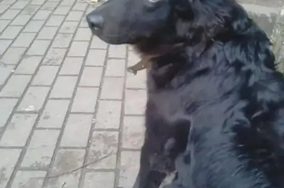 Пропала собака, найдена у Мега Центра в Калининграде