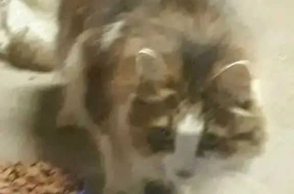 Найдена кошка на ул. Народной, 41 в Норильске