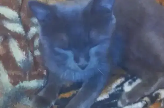 Найдена британская кошка на Ускова в Барнауле