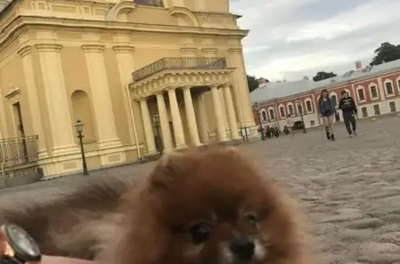 Пропала собака в Санкт-Петербурге, Невский район, метро Ломоносовская