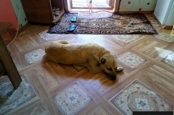 Пропала собака на 20й в Гуково