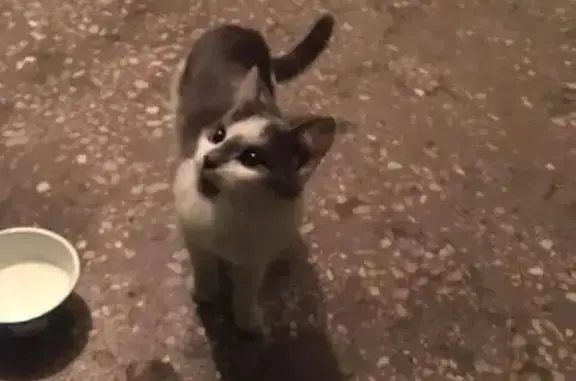 Найдена кошка на Воронова, 29 в Красноярске