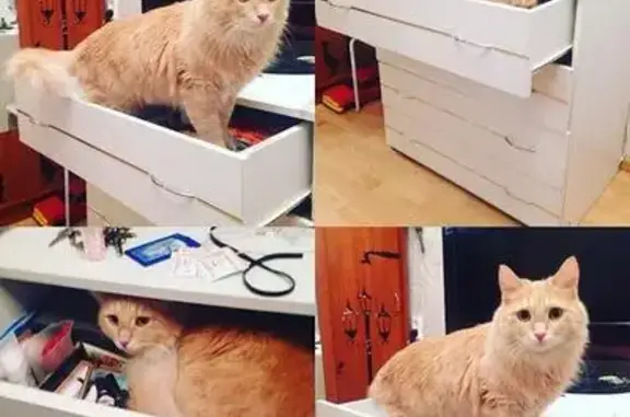 Кошки потеряшки, Тольятти, фото: Потеряшка кошка на Ленина, вознаграждение