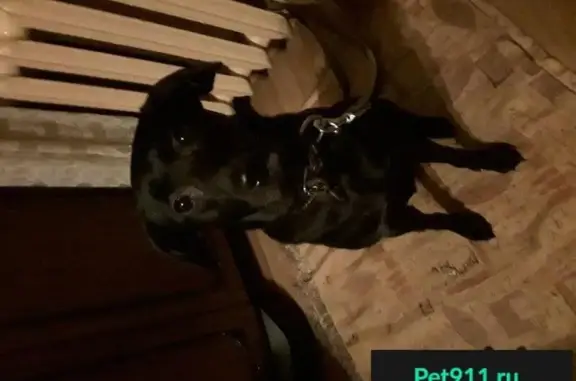 Найдена молодая чёрная собака в Москве