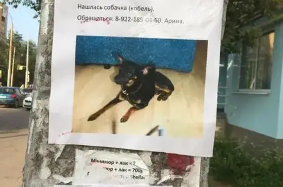 Найден той возле трамвая (Екатеринбург)