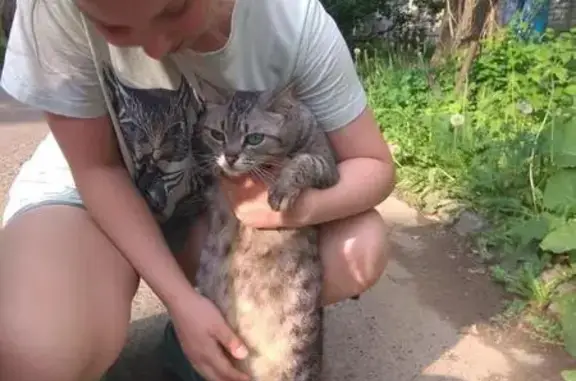 Найдена беременная кошка в Екатеринбурге