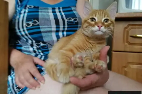Найдена кошка-подросток в Ангарске