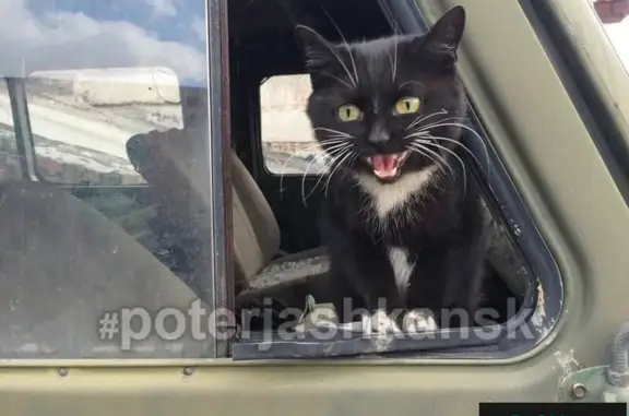 Найдена кошка Оливка в ГСК Марс, Ленинский район