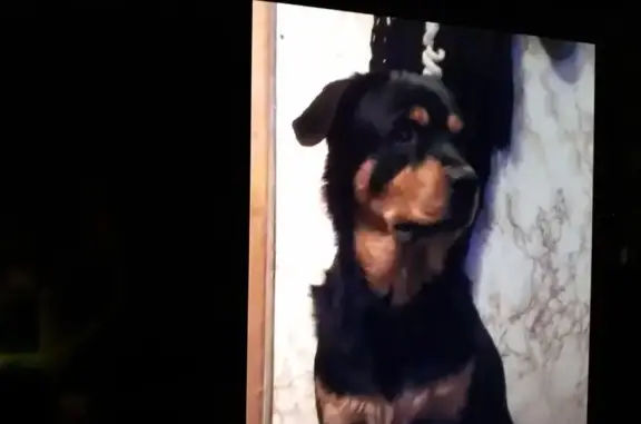 Пропала собака в Бутово, синий ошейник.