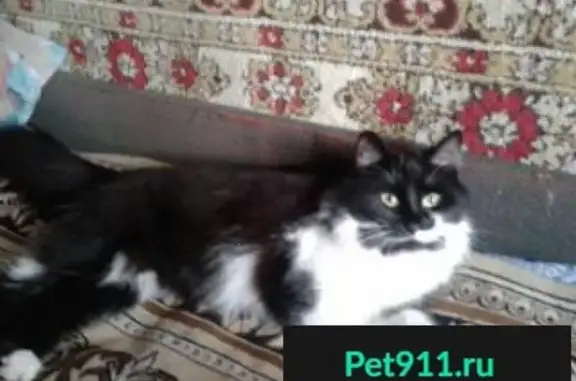 Пропала дикая кастрированная кошка в Больших Дворах, Московская область