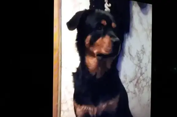 Пропала собака в Бутово Восточное с синим ошейником