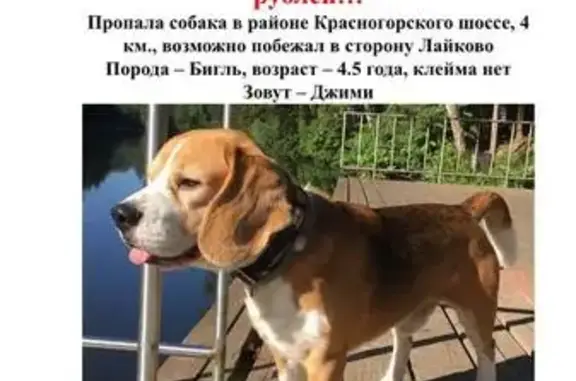 Пропала собака Джим в Красногорске