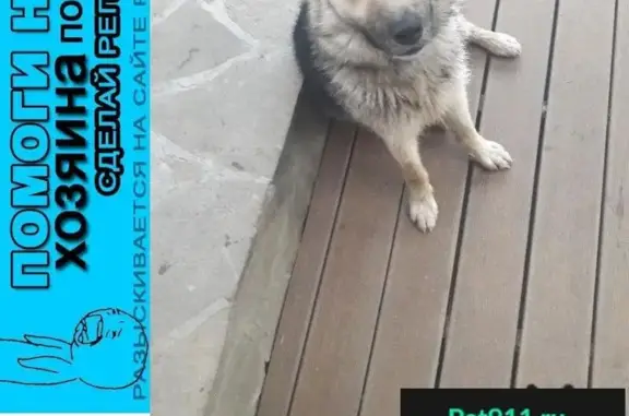 Пропала собака в Сергиевом Посаде, найдена в деревне Ильинки.