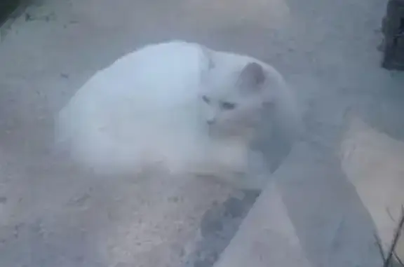 Пропала кошка в деревне Борисово, Московская область