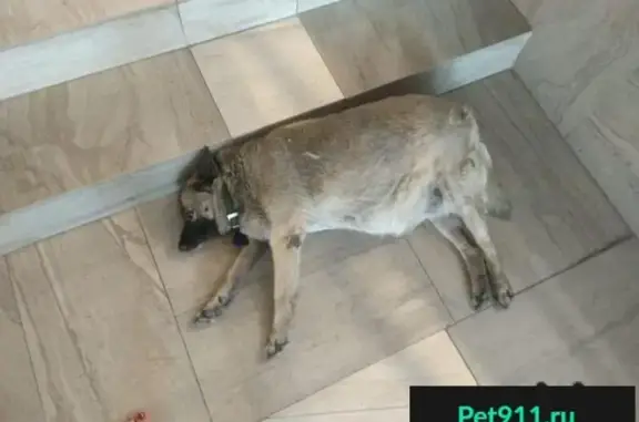 Пропала беременная собака в ТЦ 