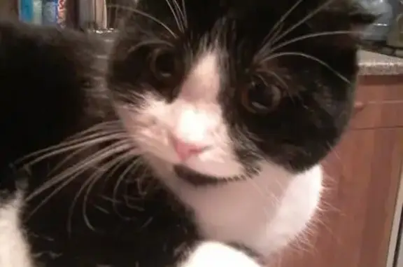 Кошки потеряшки, Воейково, фото: Потеряшка кошка в Пензенской области.