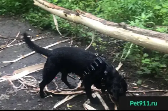 Пропала собака Ральф в парке на реке Сетунь, Москва
