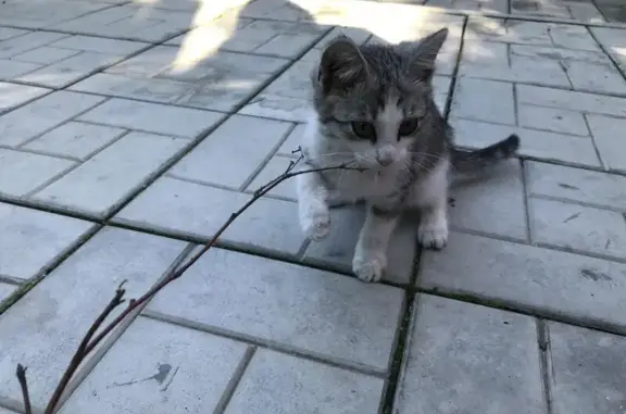 Найдена домашняя кошка на Микронной улице, Барнаул