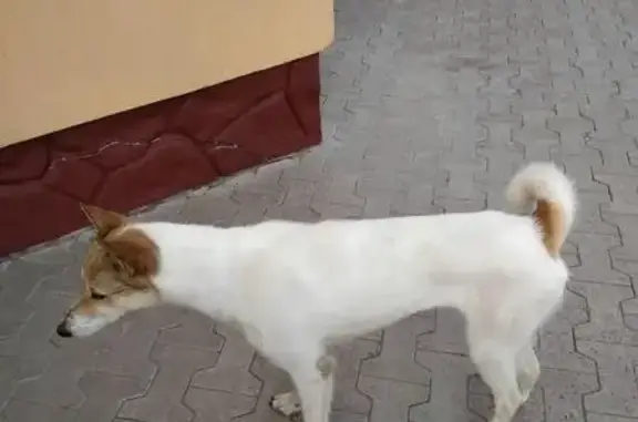 Найдена собака на территории санатория Цюрупы