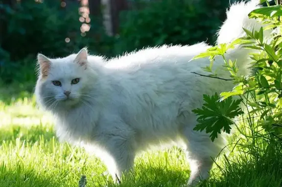 Пропал белый кот с бородавкой, Подольск.