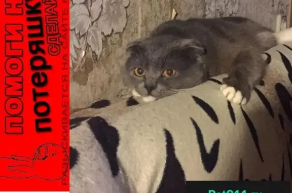 Пропал кот на ул. Гагарина (Орехово-Зуево)